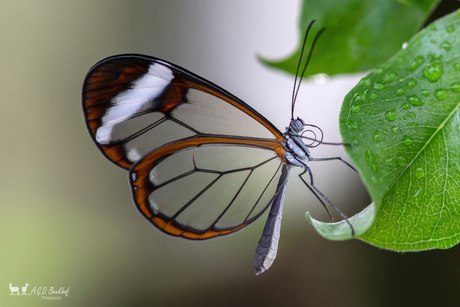 Glasswing