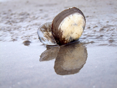 Shell on wet sand / Schelp op nat zand.