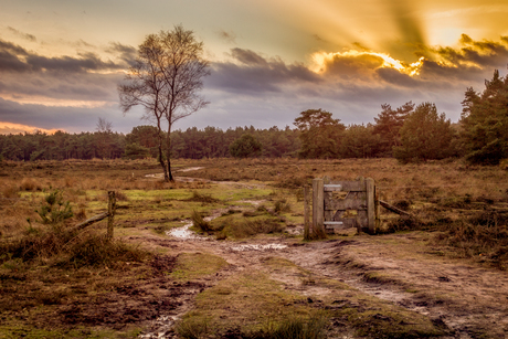 Het Leersumse Veld