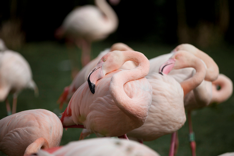 bunch of flamingo's