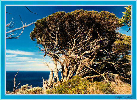 Paperbark