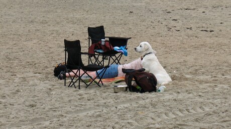 2012-09 Honden strand Zeeland.jpg