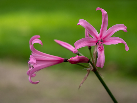 Keukenhof 2