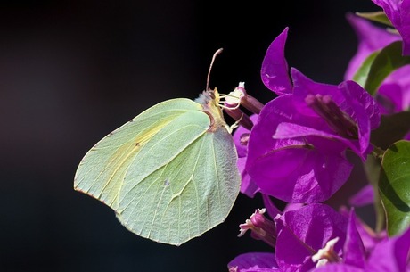 Citroenvlinder