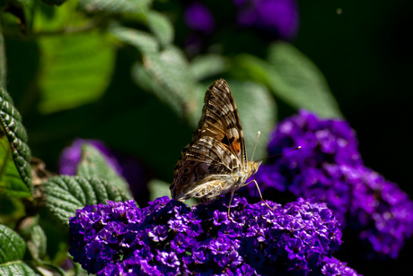 Paarse bloem met vlinder