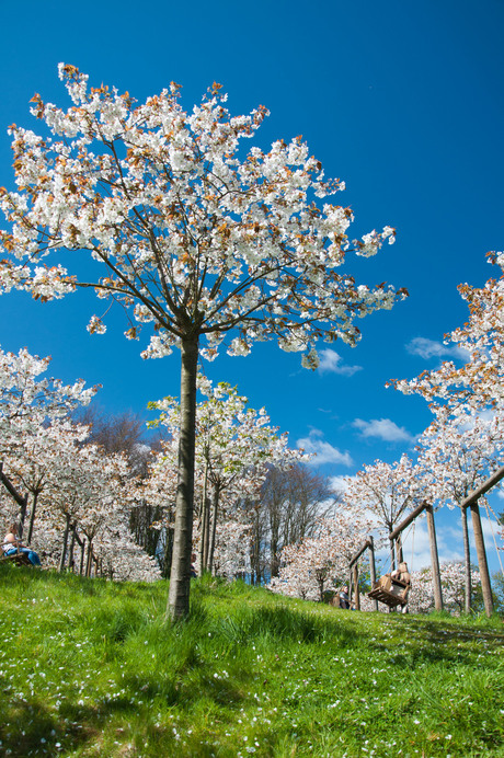 bloeiende kersenbomen