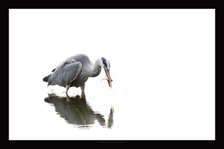 Reiger met vis