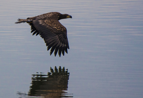 Flying low