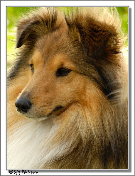 shetland sheepdog oftewel sheltie