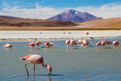 Flamingo's bij Laguna Hedionda