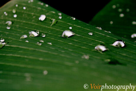 Lonely raindrops