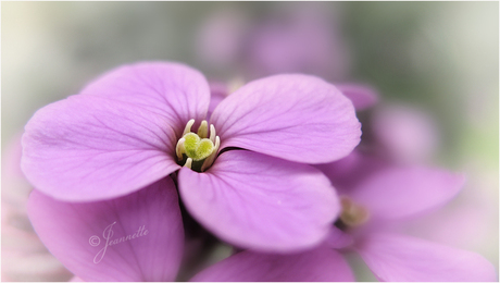 het hart van de bloem...