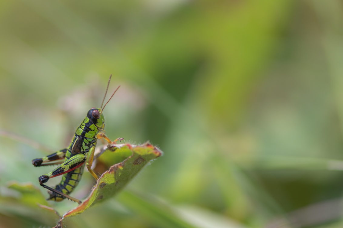 Try to hide - Hij probeerde zich te verstoppen, sprong van het ene blad naar het andere, maar door zijn felle groen en zwart viel hij toch op. Plotseling bleef hij - foto door TinekevanPersie op 02-09-2019 - deze foto bevat: groen, macro, natuur, sprinkhaan, zomer, insect, oostenrijk, dof, van persie