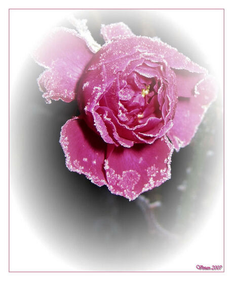 Frozen Rose