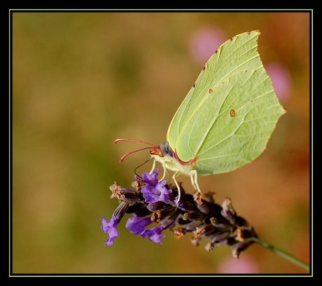 Citroenvlinder