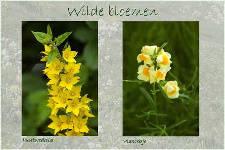 Wilde bloemen 24