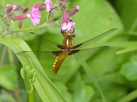 de vrouwtjes platbuik