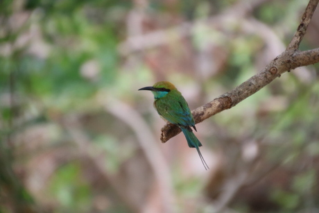 Vogel in Sri Lanka
