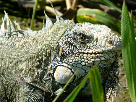 Relaxing iguana in the Peruvian Amazon