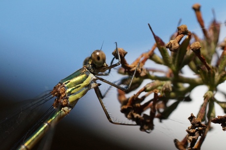 Waterjuffer in de tuin