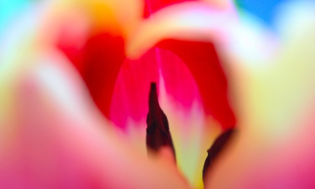 Tulp