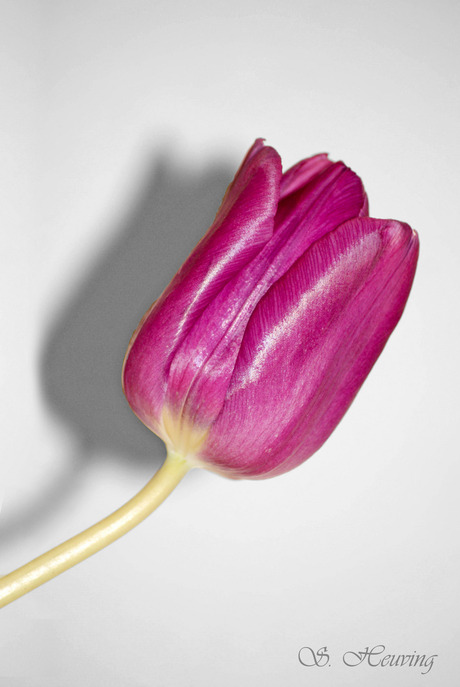 Tulp