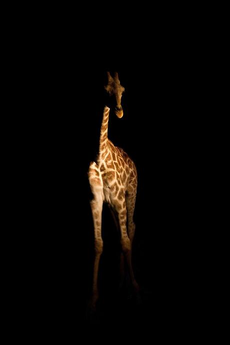 Night safari