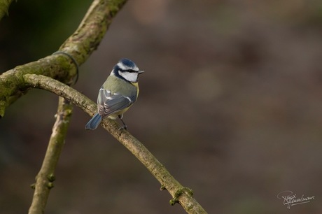 Meesje in de tuin