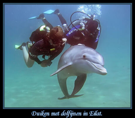 Duiken met dolfijnen