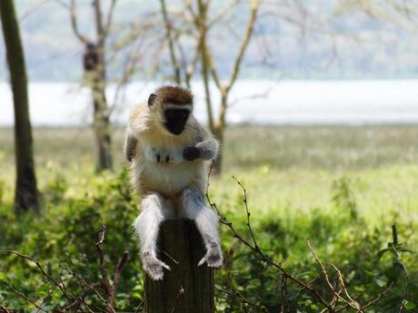 Vervet Monkey in Lake Nakuru Kenia