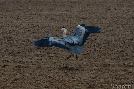 reiger