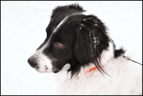 Hielke in de sneeuw.