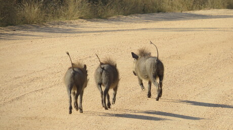 3 little hakuna's in Krugerpark