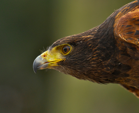 Woestijnbuizerd