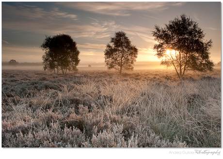 Frosted heathland