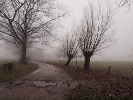 mist winter bomen pad