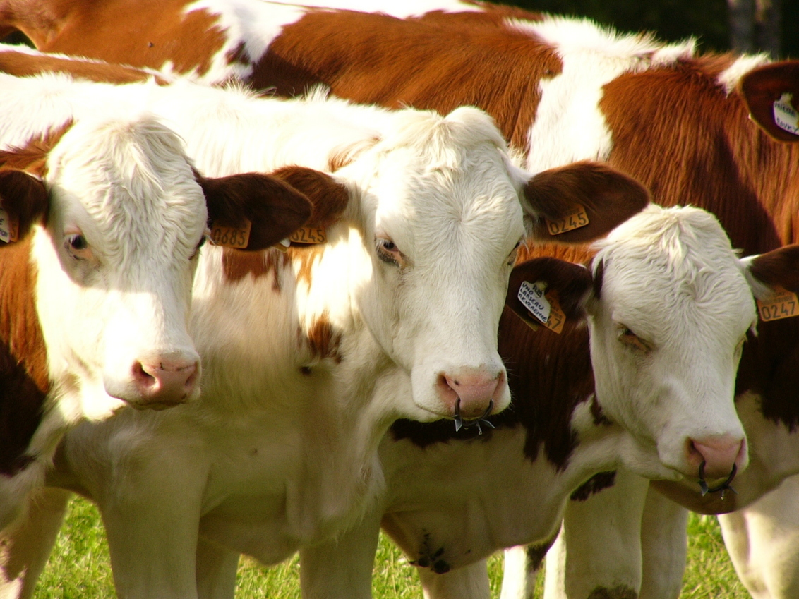 Korst Onzuiver Immuniseren Franse koeien - foto van william85 - Dieren - Zoom.nl