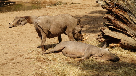 Burgers Zoo