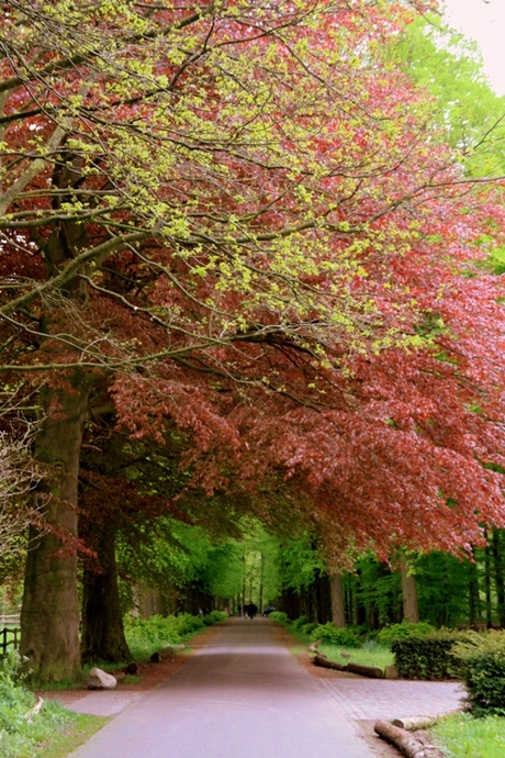 kleurrijke bomen