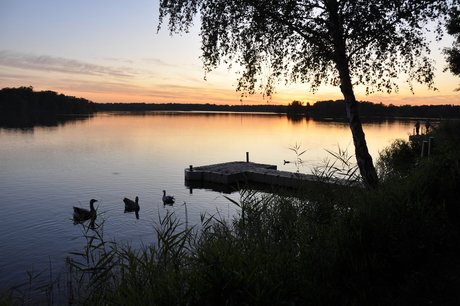 Swimming birds in the evening sun