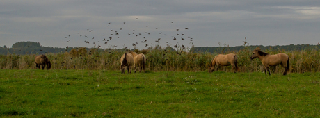 Oostvaardersplassen