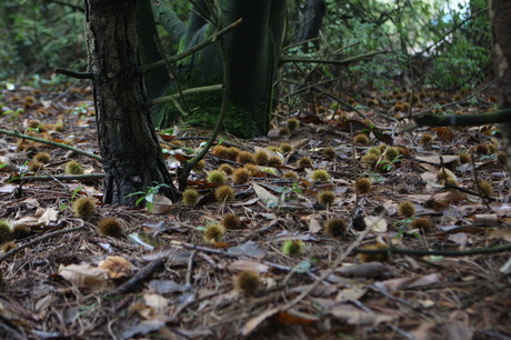 Kastanjes als bolletjes in het landschap.