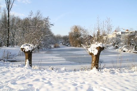 knotwilgen in de sneeuw