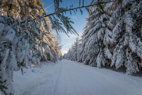 Winter Landscape