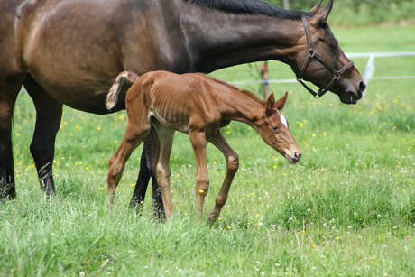 Paard met veulen