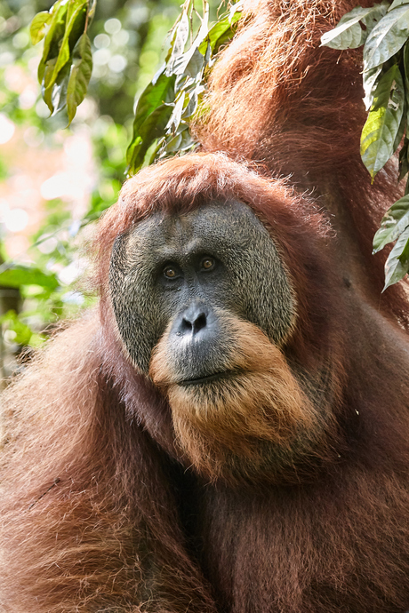 Oerang Oetan op Sumatra