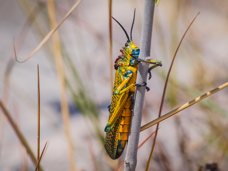 yellow grasshopper