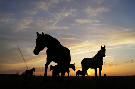 Black beauty's or sunrise?