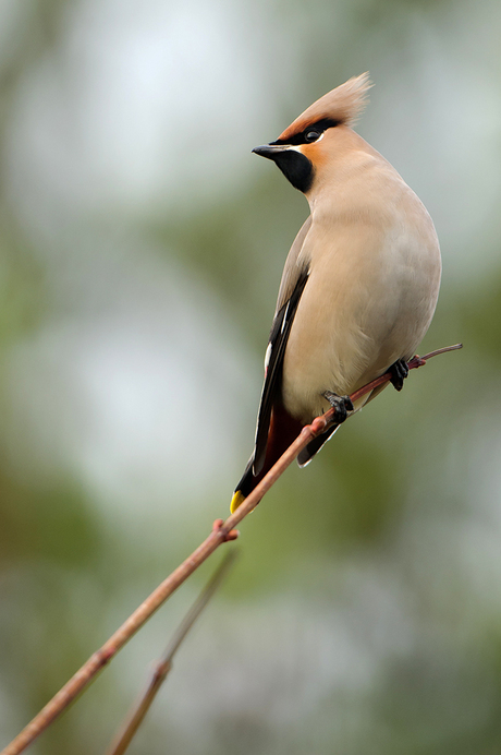 Pestvogel, Lauwersmeer