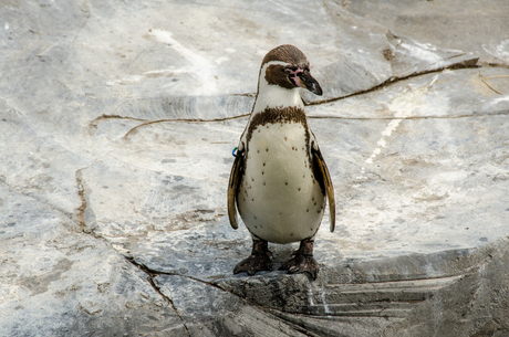 Pinguïn in Wildlands - Emmen